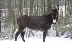 0_137 anesse